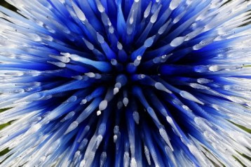 Chihuly, The Dallas Star